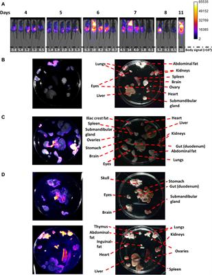 Expanding the applications of a bioluminescent mouse infection model of acute African trypanosomiasis